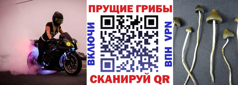 Псилоцибиновые грибы прущие грибы  продажа наркотиков  Пустошка 